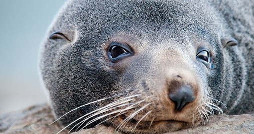 Get up close with a New Zealand Fur Seal on your New Zealand Vacation