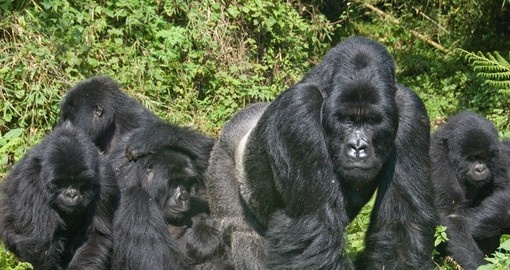 Meet Gorilla Family and watch how they interact on your next trip to Rwanda.