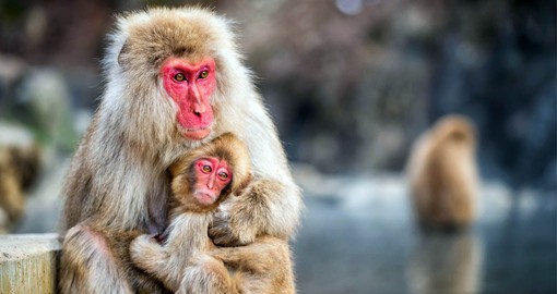 Female Japanese macaques remain with the social group into which they are born for life