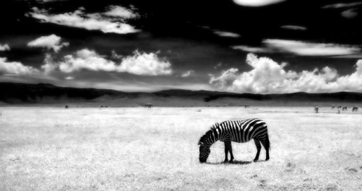 A zebra in Ngorongoro Crater
