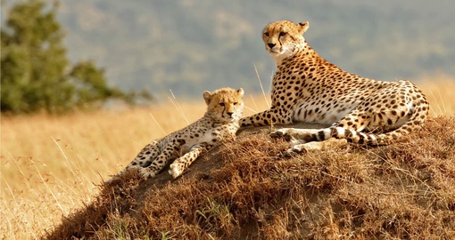 Explore Masai Mara and look at beautiful animals on your next trip to Kenya.