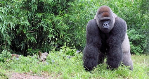 A large silverback mountain gorilla - the ultimate photo opportunity on your Rwanda gorilla trek.