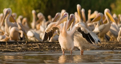 Pelican group on Lake Chamo