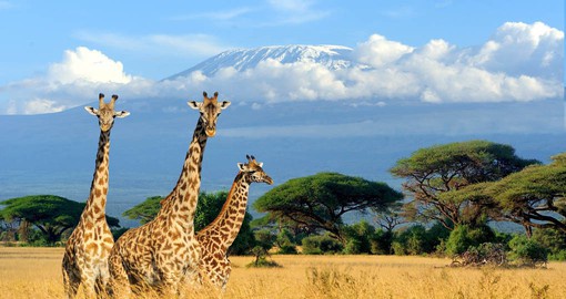 Iconic Kilimanjaro is the focal point of your Tanzania vacation