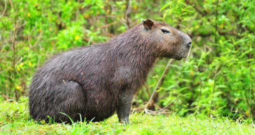 Large capibara male