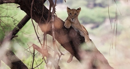 A young lion relaxing up in a tree makes for a great photo opportunity while on your Lake Manyara safari.