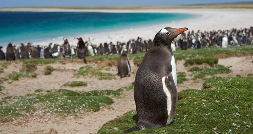 Hang out with different penguin species that are littered throughout Falkland Islands on your Antarctica Vacation