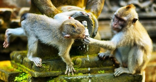Monkeys drinking water from a stone temple