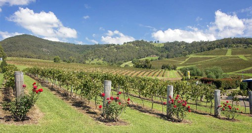 Enjoy a wide array of exceptional wines in the Hunter Valley on your next trip