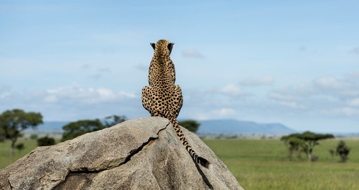 Cheetah sitting on a rock and watching the Serengeti