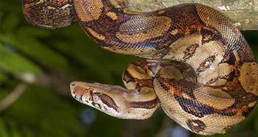 See a the Emperor Boa on your Costa Rica tour