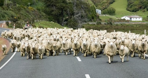 You might get stuck in a local traffic jam on your Trip New Zealand