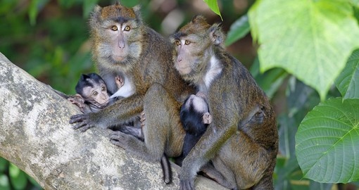Macaque Monkeys