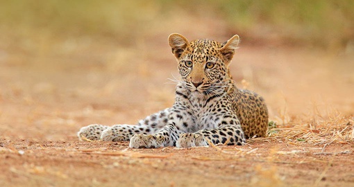 Afican Leopard