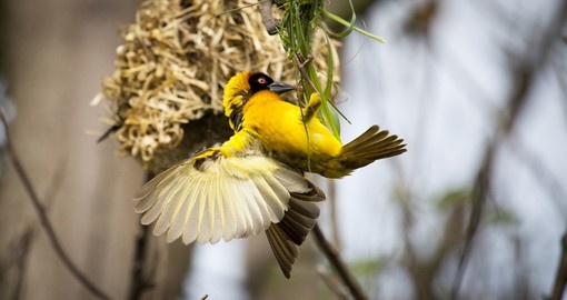 Weaver bird building a nest is a photo opportunity during a Lake Mburo National Park Safaris.