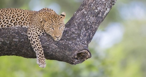 The Big 5, including the Leopard are part of your Zambia Safari