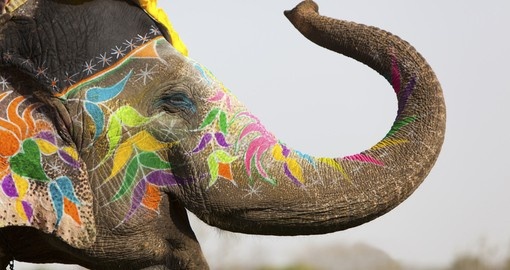 An elephant decorated for a festival in Jaipur