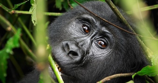 A female mountain gorilla in the tropical forest during a Parc National des Volcans safari.