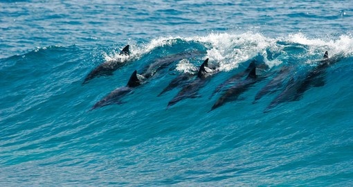 A pod of dolphins catch a wave and surf it in Mozambique