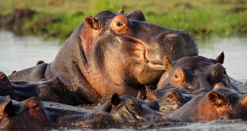 The semi-aquatic Hippo is found in large numbers along the Chobe River