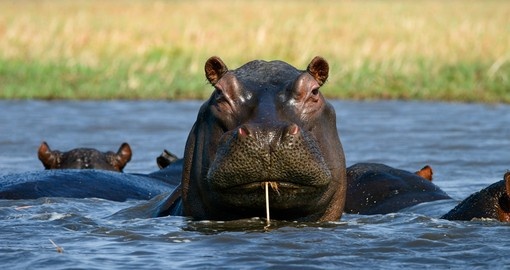 Hippo on the Zambezi in Livingstone, one of the various wildlife you will see during your Zambia vacation