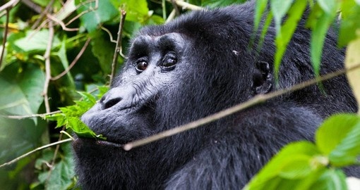 One of the worlds most endangered animals - the mountain gorilla