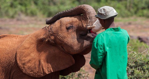 Daphne Sheldrick operates the most successful orphan elephant rescue and rehabilitation program in the world