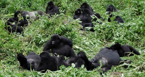 A family of mountain gorillas in the forests makes for a great photo opportunity on your Rwanda safari.