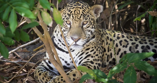 Experience this amazing wild cat on your next Brazil vacations.