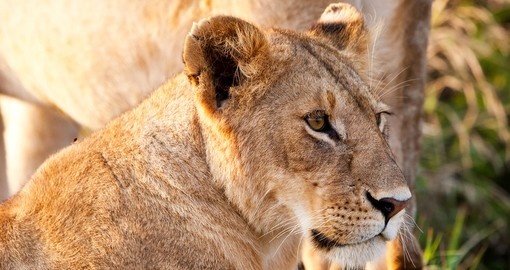 African lioness in the Maasai Mara National Park