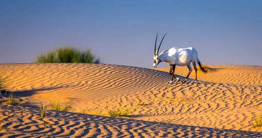 See the native wildlife on your dune safari in Dubai