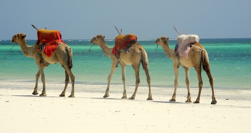 Camel caravan on the beach in Mombasa