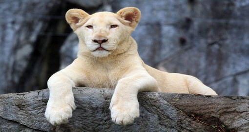 The Timbaviti Game Reserve is famous for its rare and beautiful white lions