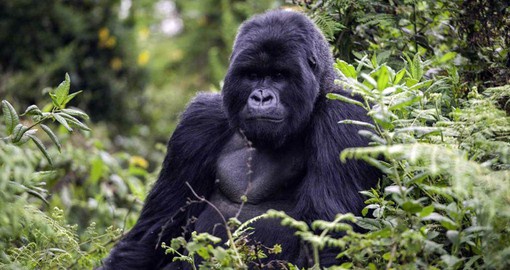 Nearly half of the world's remaining mountain gorillas live in the Virunga Mountains of central Africa