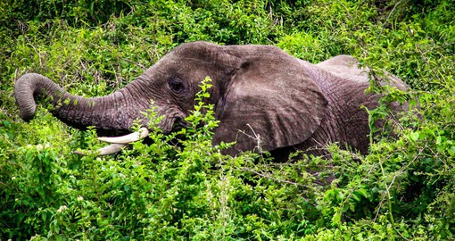 Uganda's elephant population has increased from 700 in 1980 to over 5,000