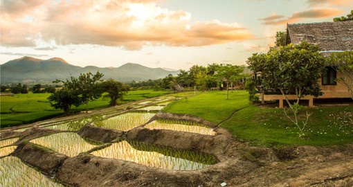 Discover traditional rice farms during your Thai vacation