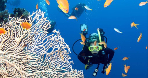 Experience the visit at Snorkel the Great Barrier Reef, the largest coral reef system in the world