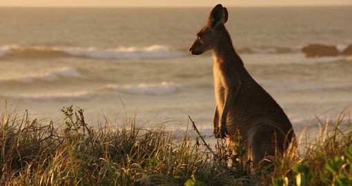 Kangaroo grassing through the dunes