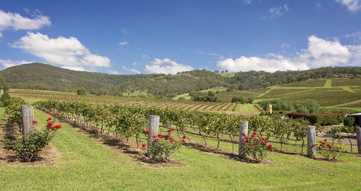 Get a chance to taste wine in the Hunter Valley on your vacations