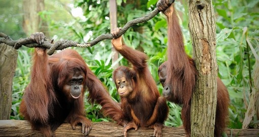 Orangutans in the Singapore Zoo