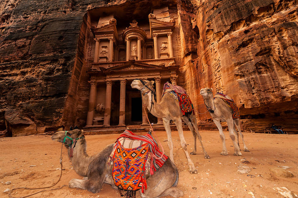 Camels in front of Petra