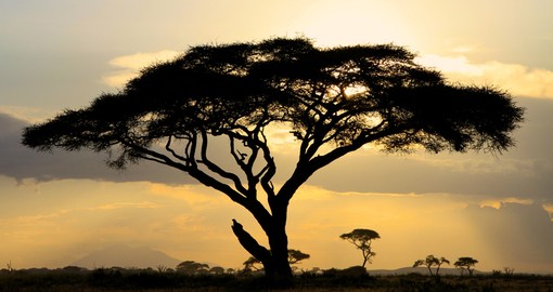 Large Acacia tree at sunset in African National Park