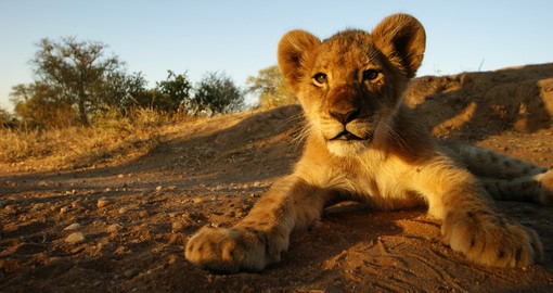 Close up photo of a lion cub in Kruger National Park