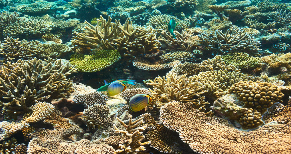 The Maldives is one of the world's top dive and snorkelling destinations.