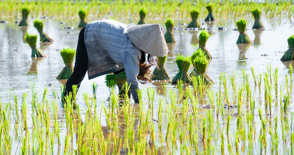 Vietnamese woman in rice paddy