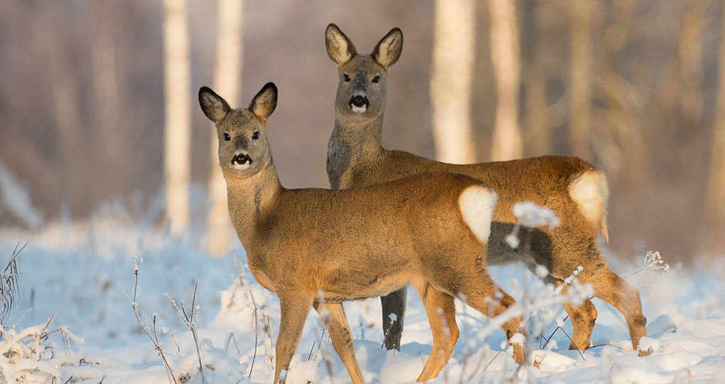 Roe Deer in Lithuania