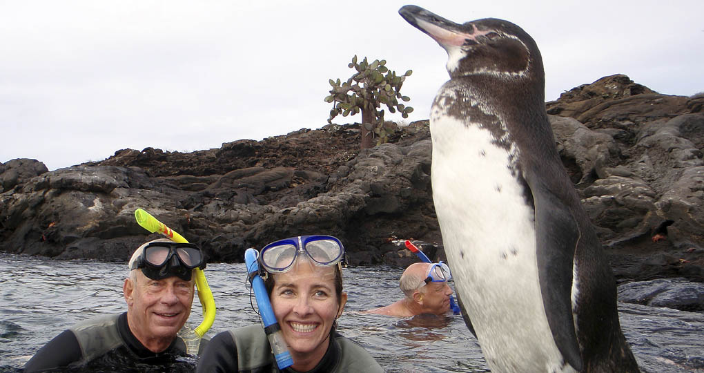 Snorkellers and Galapagos Penguins