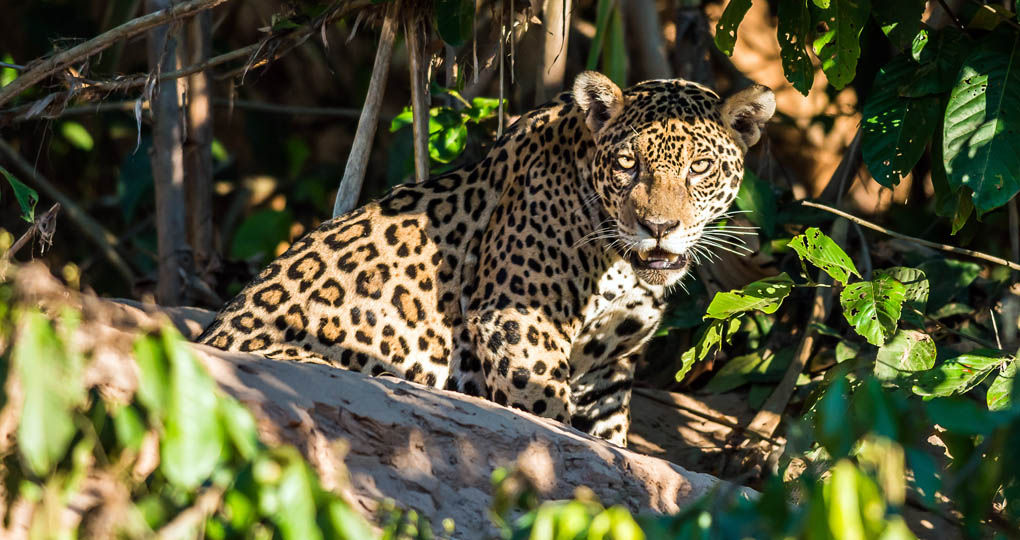 Jaguar in the Amazon rainforest